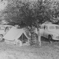 	Telkimine õunapuuaias 1957